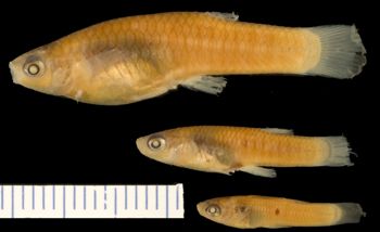 Media type: image; Ichthyology 100253
